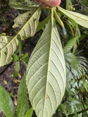 Saurauia andreana