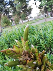 Tillandsia pastensis