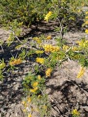 Prosopis torquata