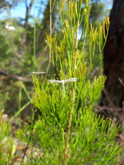 Stangeia xerodes