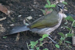 Saltator striatipectus