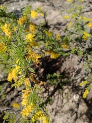 Prosopis torquata
