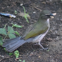 Saltator striatipectus
