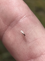 Cynipoidea
