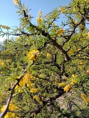 Prosopis torquata
