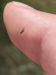 Cynipoidea