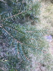Tsuga chinensis