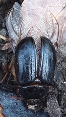 Pleocoma dubitabilis dubitabilis