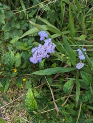 Ageratum houstonianum