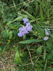 Ageratum houstonianum