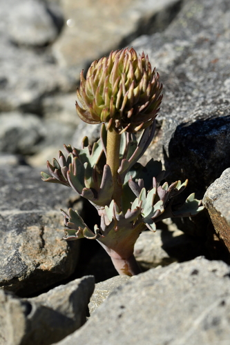 Image of Ranunculus haastii by (c) Christopher Stephens, some rights reserved (CC BY-SA)