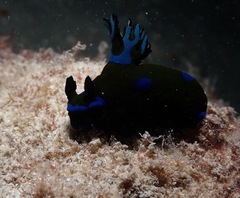 Tambja morosa