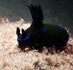 Tambja morosa