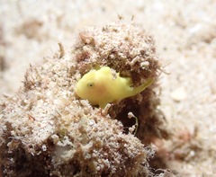 Antennarius commerson