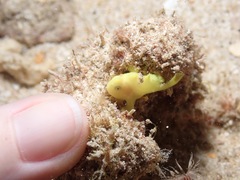 Antennarius commerson