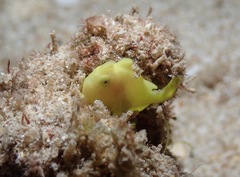 Antennarius commerson