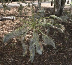 Pleiogynium timoriense