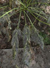 Pleiogynium timoriense