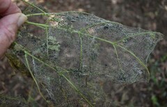 Pleiogynium timoriense