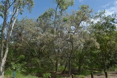 Pleiogynium timoriense