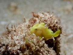 Antennarius commerson