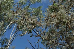 Pleiogynium timoriense