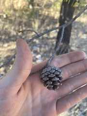Pinus leiophylla