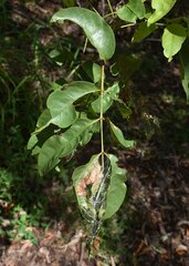 Pleiogynium timoriense