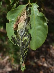 Pleiogynium timoriense