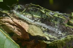 Pleiogynium timoriense