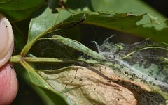 Pleiogynium timoriense