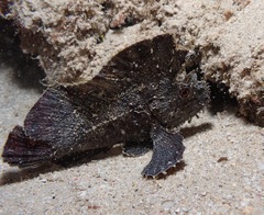Taenianotus triacanthus