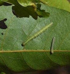Pleiogynium timoriense