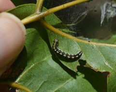 Pleiogynium timoriense