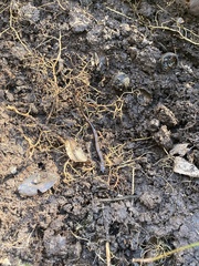 Eurycea quadridigitata