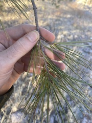 Pinus leiophylla