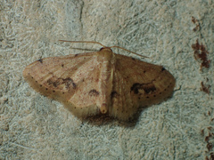 Idaea chotaria