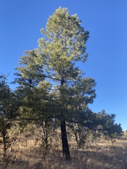 Pinus leiophylla