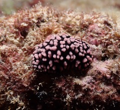 Phyllidiella pustulosa