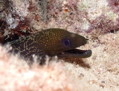 Gymnothorax undulatus