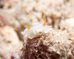 Ardeadoris angustolutea