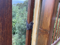 Nyctophilus geoffroyi