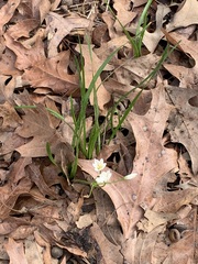 Nothoscordum bivalve
