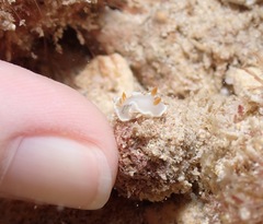 Ardeadoris angustolutea