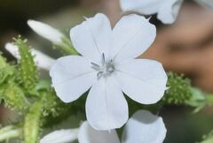Plumbago zeylanica