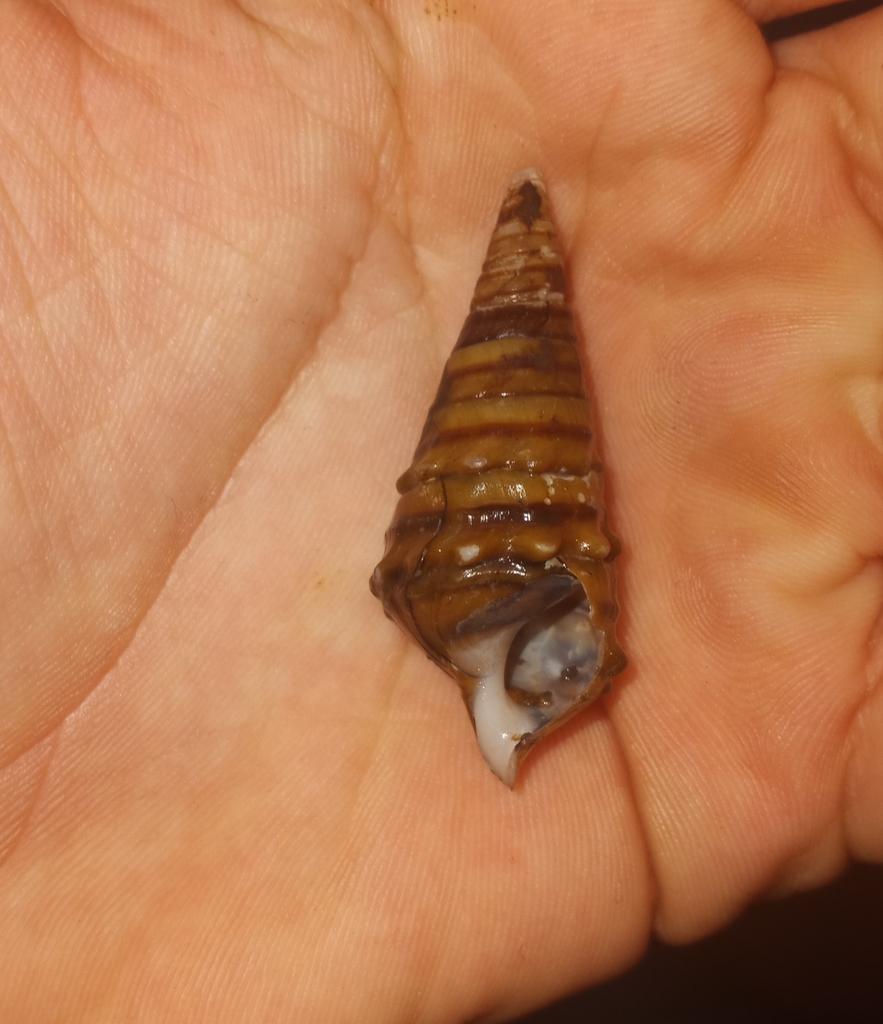Noble Hornsnail