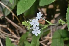 Plumbago zeylanica
