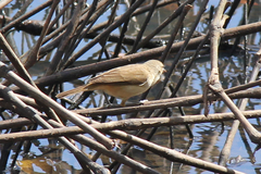 Acrocephalus australis