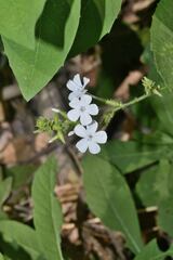 Plumbago zeylanica