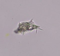 Aspidisca turrita
